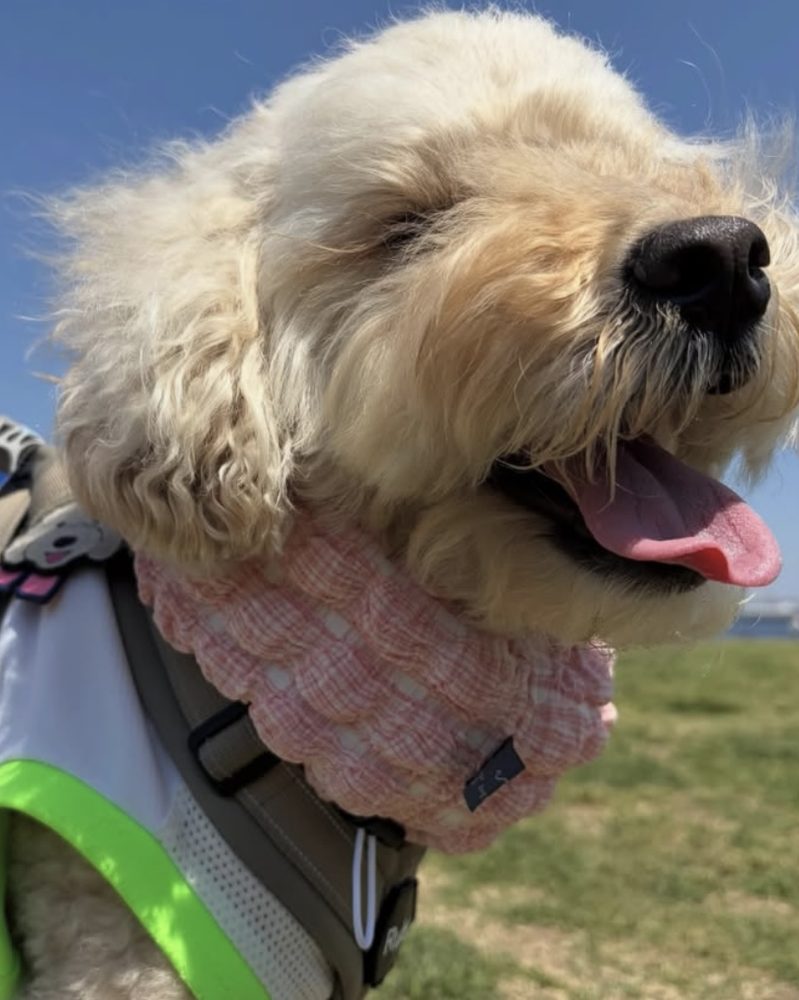 ふわふわの被毛の犬