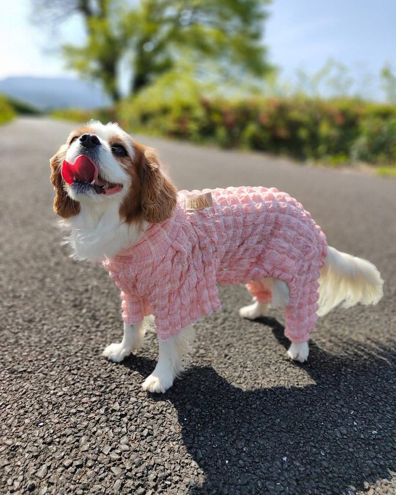 ピンクのワンスーツを着たキャバリア